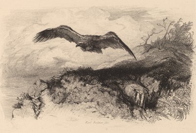 Águila en vuelo de Karl Bodmer