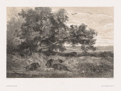 Animals and Landscape after Nature:  Wild Boar in a Pond de Karl Bodmer