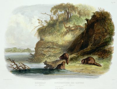 Cabaña de Castores en el Missouri, lámina 17 del volumen 1 de 