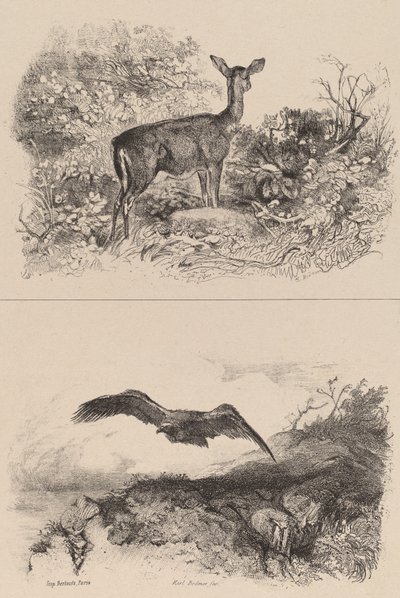 Ciervo, Águila de Karl Bodmer