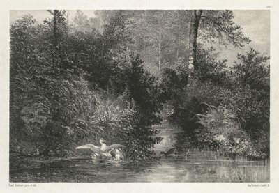 Canards (Patos) de Karl Bodmer