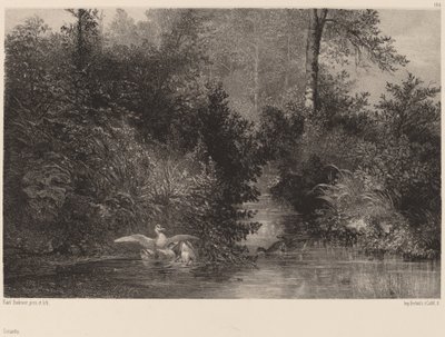 Patos de Karl Bodmer