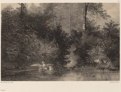 Patos de Karl Bodmer