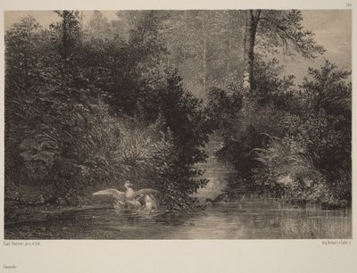 Patos de Karl Bodmer