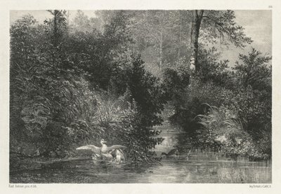 Patos de Karl Bodmer