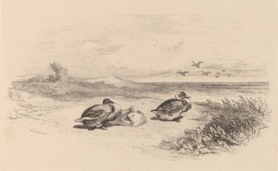 Patos salvajes de Karl Bodmer