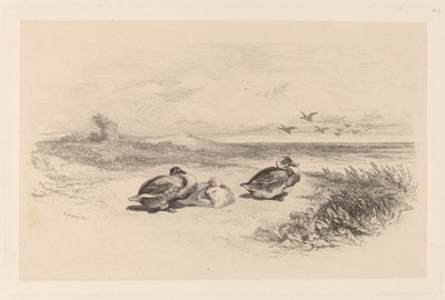 Patos Salvajes de Karl Bodmer