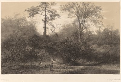 Patos Salvajes de Karl Bodmer