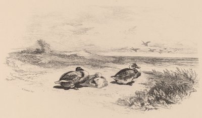 Patos Salvajes de Karl Bodmer