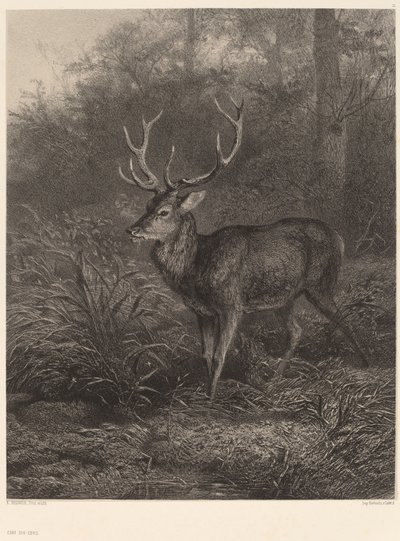 Ciervo de diez corsos de Karl Bodmer