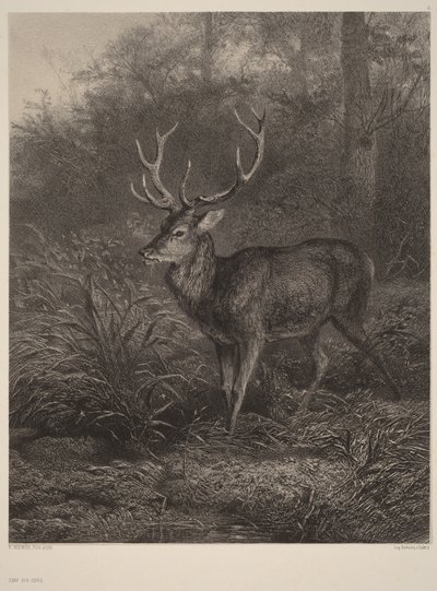 Ciervo de diez cuernos de Karl Bodmer