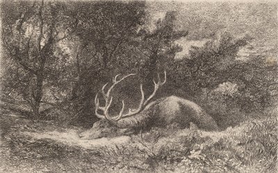 Ciervo en reposo de Karl Bodmer