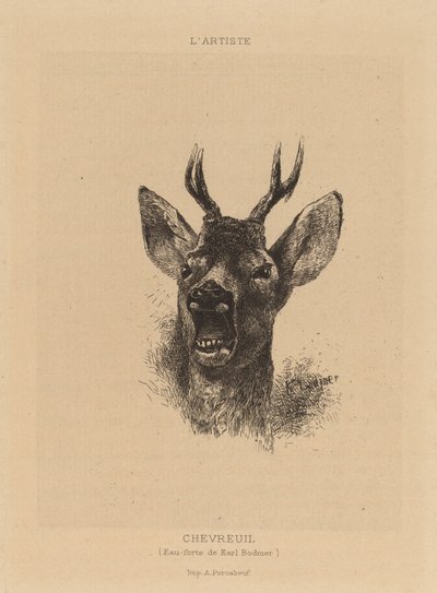 Chevreuil de Karl Bodmer