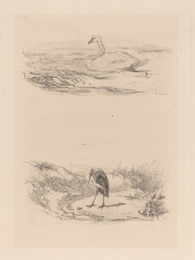 Cisne, garza de Karl Bodmer