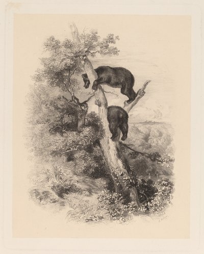 Dos osos de Karl Bodmer