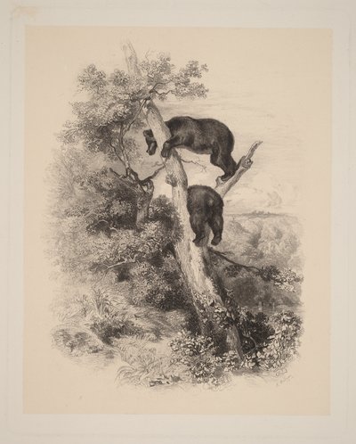  de Karl Bodmer