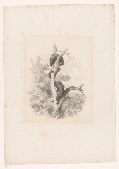 Tres osos en un árbol Paisajes con animales (título de serie) de Karl Bodmer