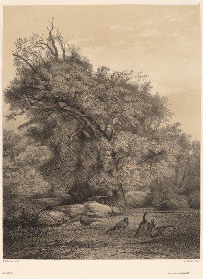 Faisanes de Karl Bodmer