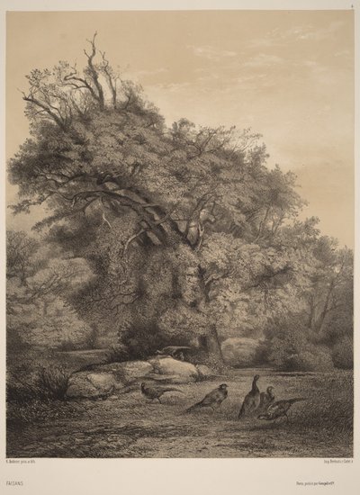 Faisanes de Karl Bodmer