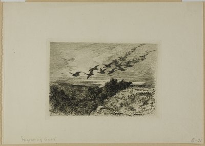 Gansos voladores de Karl Bodmer