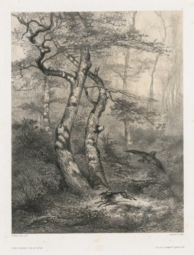 Liebre perseguida por un azor de Karl Bodmer