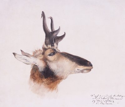cabeza de antílope de Karl Bodmer