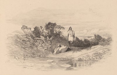 Garzas de Karl Bodmer