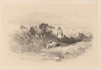 Garzas de Karl Bodmer