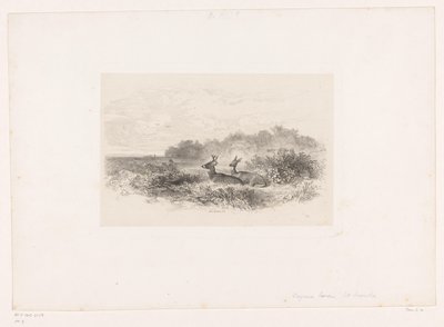 Paisaje con dos ciervos de cola blanca Paisajes con animales (título de serie) de Karl Bodmer