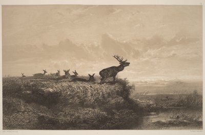 La mañana. Ciervo y ciervas de Karl Bodmer