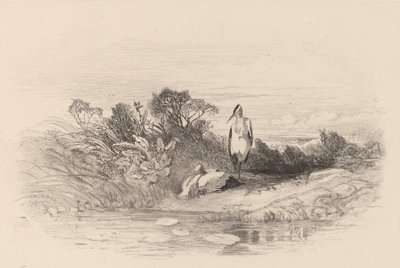 Los dos garzas de Karl Bodmer