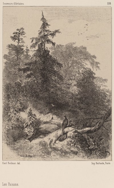 Los faisanes de Karl Bodmer