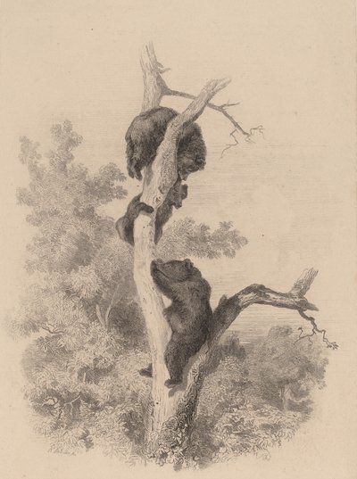 Los osos de Karl Bodmer