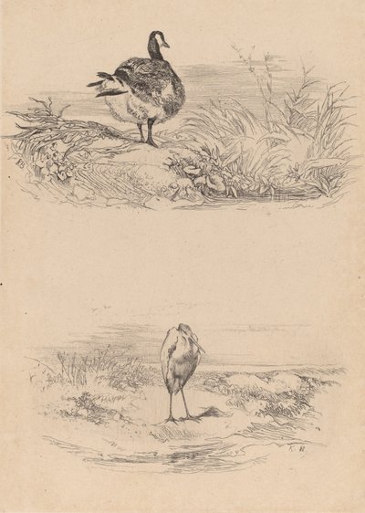 Oie, Garza de Karl Bodmer