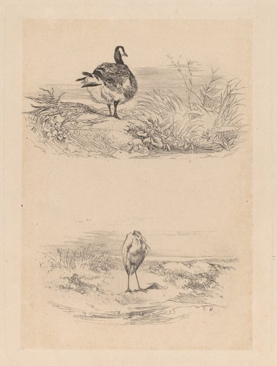 Ganso, garza de Karl Bodmer