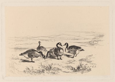 Gansos barnaclas de Karl Bodmer