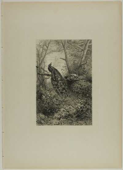Pavos Reales en una Rama de Karl Bodmer