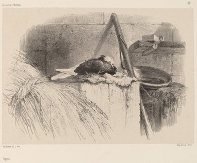 Paloma de Karl Bodmer