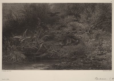 Zorro al acecho de Karl Bodmer