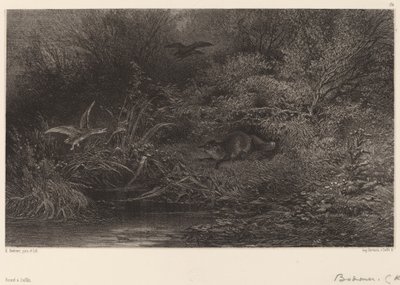 Zorro al acecho de Karl Bodmer