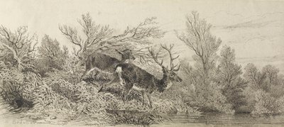 Ciervo en el bosque de Karl Bodmer