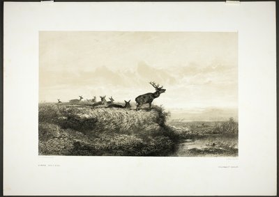 Por la mañana: Ciervos y ciervas de Karl Bodmer