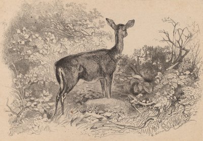 Una cierva de Karl Bodmer