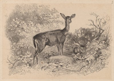 Una Cierva de Karl Bodmer