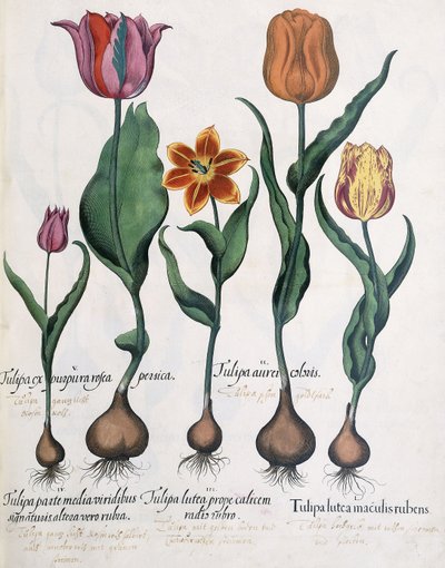 Tipos de Tulipanes de Karl Christian Wilhelm Baron