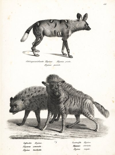 Perro salvaje africano, Lycaon pictus, en peligro de extinción, hiena manchada, Crocuta crocuta, y hiena rayada, Hyaena hyaena. Litografía de Karl Joseph Brodtmann de la Historia natural ilustrada de hombres y animales de Heinrich Rudolf Schinz. de Karl Joseph Brodtmann