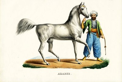Caballo árabe (1824) de Karl Joseph Brodtmann