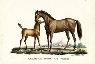 Caballo árabe con ave, 1824 de Karl Joseph Brodtmann