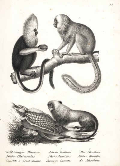 Tití cabeciblanco, Callithrix flaviceps (en peligro de extinción) 1, y tití león dorado, Leontopithecus rosalia (en peligro de extinción) 2,3. Litografía de Karl Joseph Brodtmann de la Historia natural ilustrada de hombres y animales de Heinrich Rudolf Sch de Karl Joseph Brodtmann