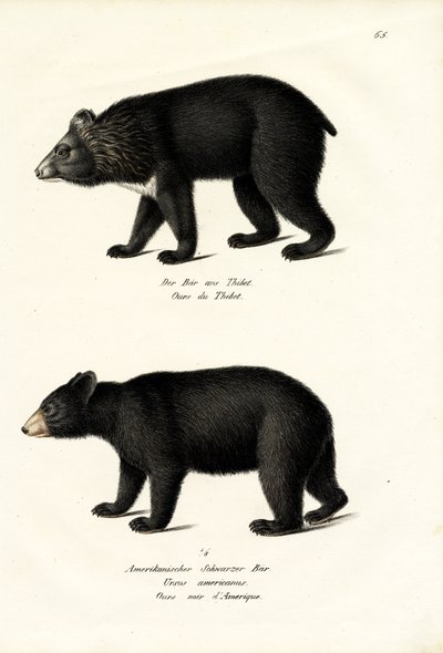 Oso Negro del Himalaya, 1824 de Karl Joseph Brodtmann
